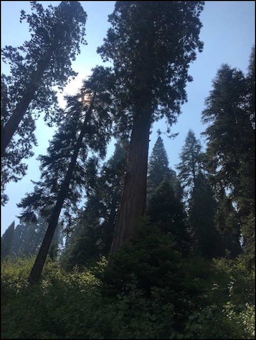Giant Redwood Grove